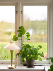 August Bordslampa - Opal 34cm - PR Home - Ljusvaruhuset